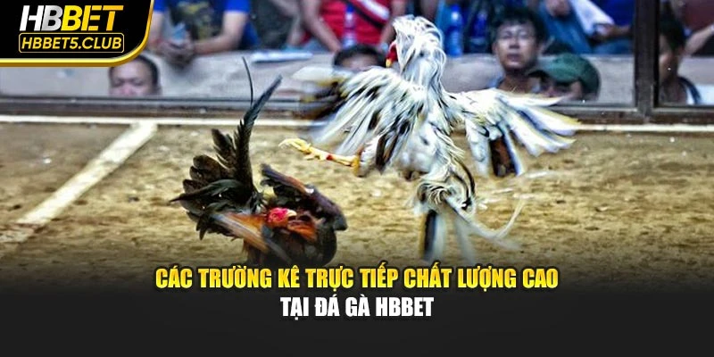Các trường kê trực tiếp chất lượng cao tại đá gà HBBET