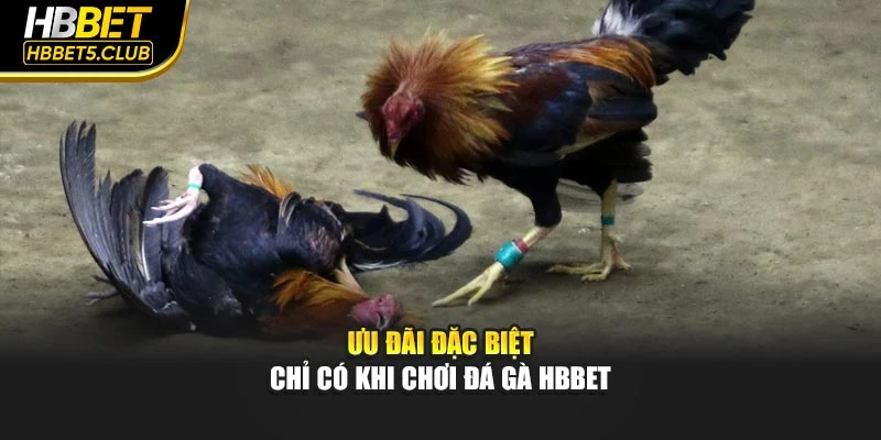 Ưu đãi đặc biệt chỉ có khi chơi đá gà HBBET
